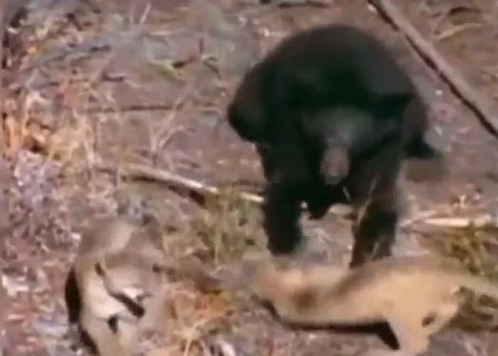 Lỡ tay tát báo sư tử con, gấu đen ngậm ngùi nhận kết đắng