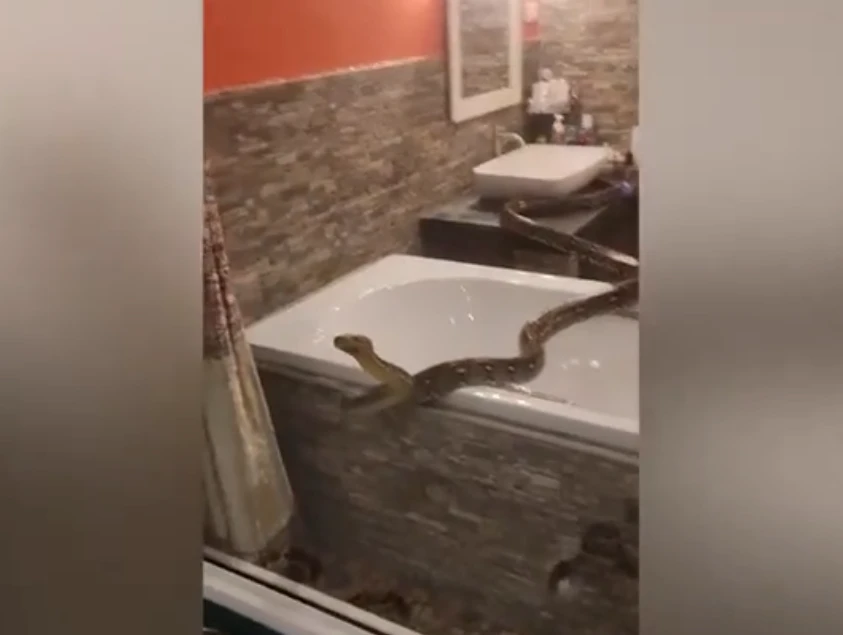 'Quái thú' lộng hành trong nhà tắm, rùng mình phát hiện nơi chúng bò ra