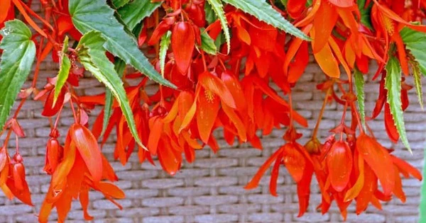 Cây cảnh phú quý mãn đường, mang may mắn tài lộc cho gia chủ