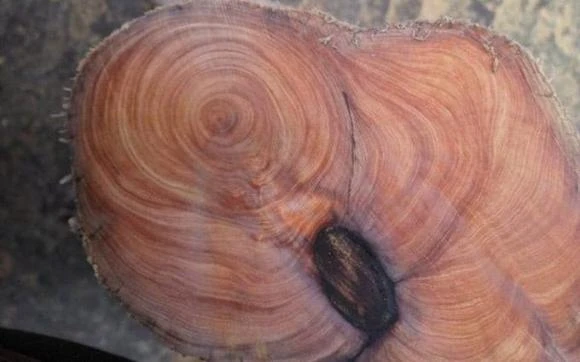 Loại gỗ đắt hơn vàng, tỏa hương thơm trăm ngàn năm không phai