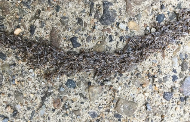 Kỳ lạ loài sâu rắn khiến chuyên gia điên đầu giải mã 20 năm