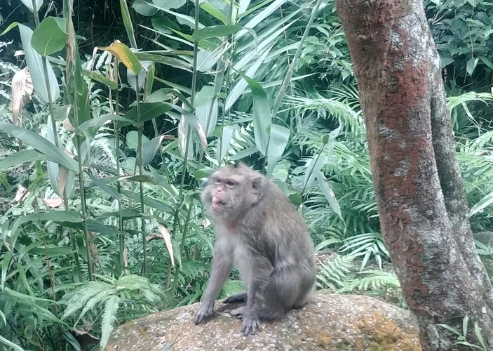  Khỉ vàng được bàn giao ở Thanh Hoá quý hiếm cỡ nào?