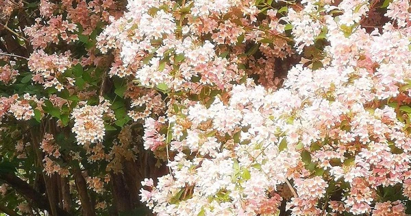 Kinh ngạc cây cảnh triệu hoa, nở rộ như biển phấn hồng lộng lẫy