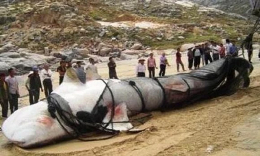 Rùng rợn “thủy quái” huyền bí nhất Trung Quốc: Không ai dám đến gần!