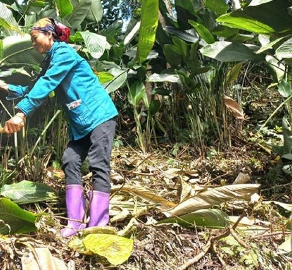 Loại cây trước mọc hoang nay trồng là có tiền triệu