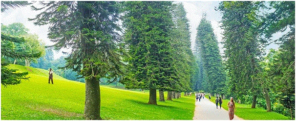 “Góc nghiêng bí ẩn” của loài cây luôn hướng về phía xích đạo