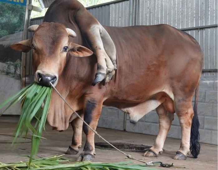 Bò 6 chân, 2 đuôi và loạt động vật kỳ dị ở Việt Nam