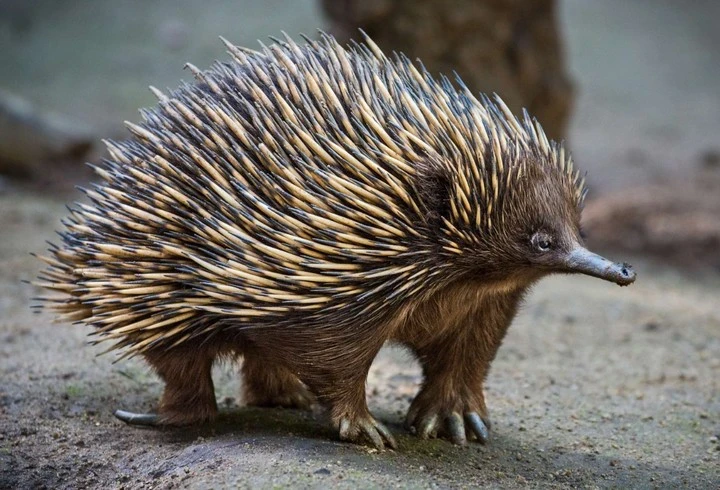 Kinh ngạc top động vật như “Trương Phi” hạ gục hổ trong phút mốt