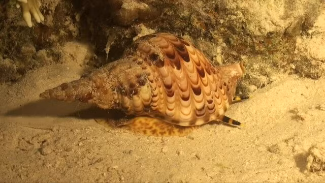 Xuất hiện ốc tù và quý hiếm ở Hội An sau 20 năm tuyệt tích