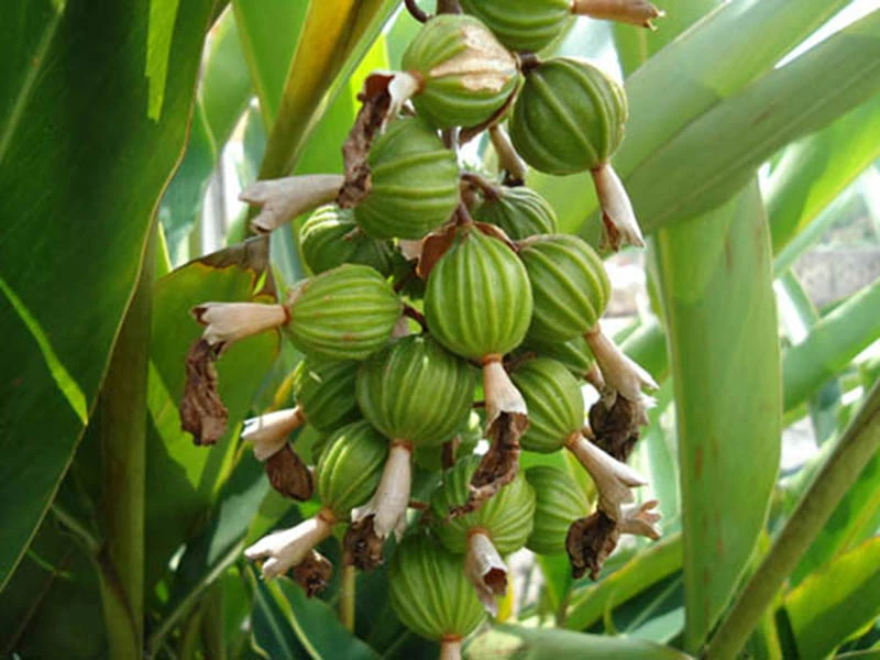 Loại gia vị đắt đỏ top 3 thế giới: Có đầy ở Việt Nam!