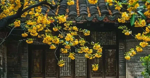 3 cây may mắn trồng trước nhà, lộc tụ về không ngớt