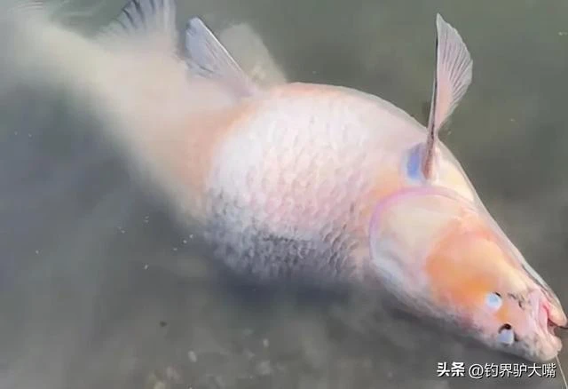 Câu được quái ngư khủng, lão nông lập tức hét lớn "Thả ngay ra!" 