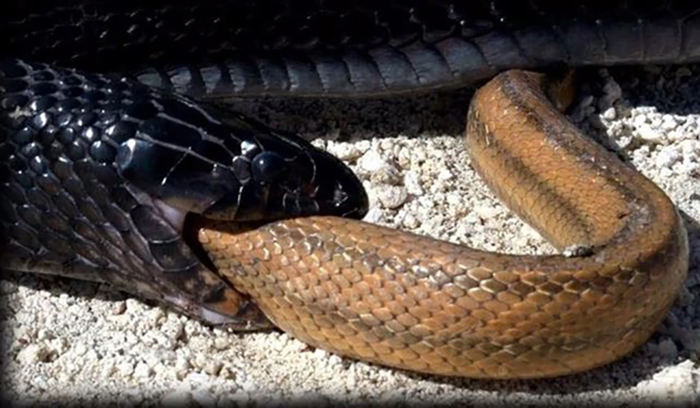 Giật mình những bí mật chưa từng biết về loài rắn