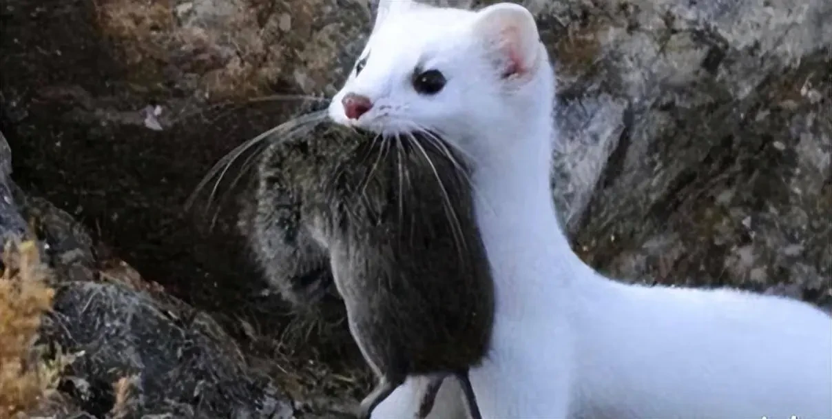 “Kẻ ăn não” xuất hiện ở Trung Quốc, ngoại hình khác xa với tên