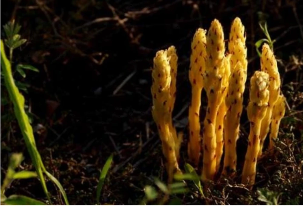 Đi đào măng, bỗng đụng phải loài cây khó kiếm hơn vàng