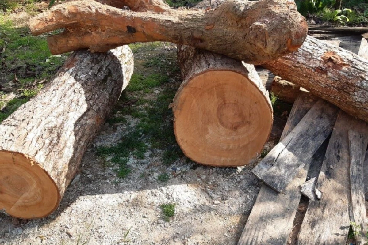 Loài gỗ đắt hơn vàng, Việt Nam chỉ còn 8 cây ngoài tự nhiên