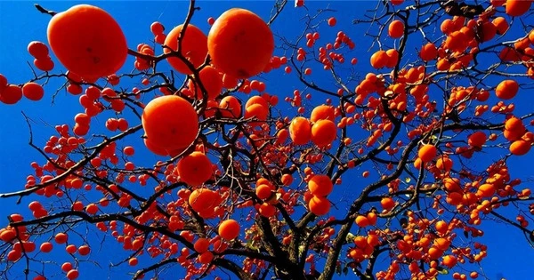 Trồng 3 cây cảnh vàng trước nhà, Thần Tài tụ họp, gia chủ giàu sang