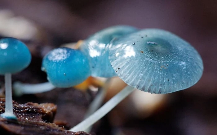 Top động, thực vật độc nhất vô nhị có thể bạn chưa từng nghe tên