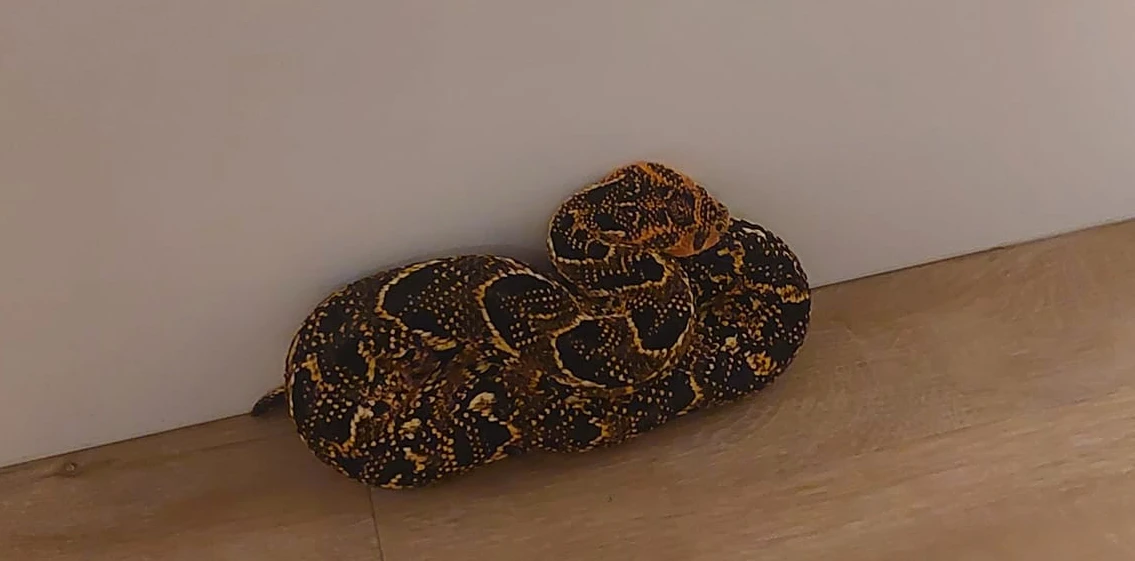 Tưởng khăn quàng bị rơi, khiếp vía nhận ra là "quái thú nằm vùng" 