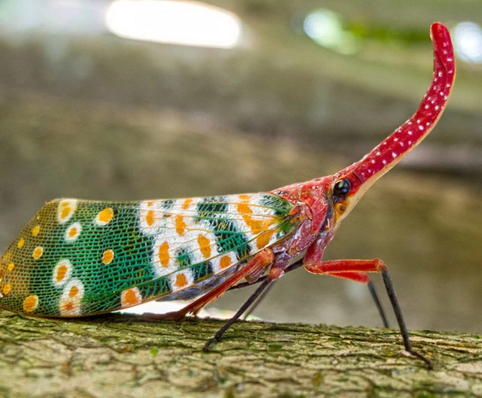 Sửng sốt loài côn trùng “kiệt tác thiên nhiên": Việt Nam không thiếu!