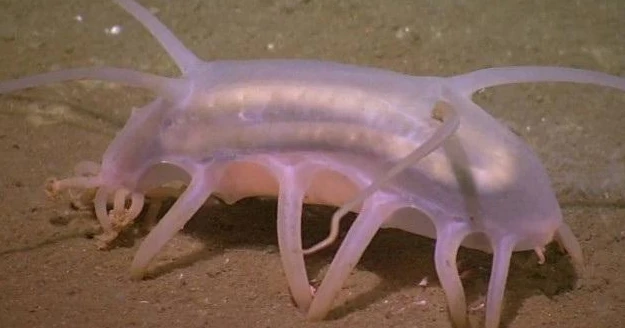 Top 8 động vật có hình thù kỳ dị khó tin, ám ảnh nhất số 4