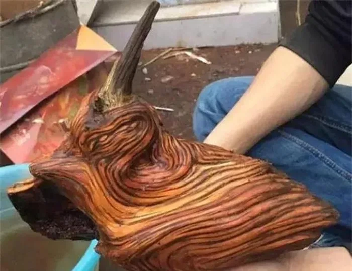 Đi thăm mộ thấy khúc gỗ lạ giật mình khi biết lai lịch thật