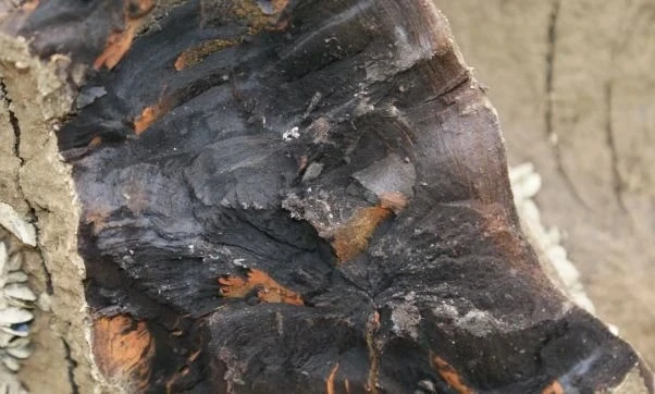 Sốc nặng phát hiện khúc gỗ quý nghìn tỷ lăn lóc ven sông