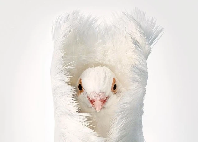 Chân dung các loài chim quý hiếm, tuy đơn giản nhưng đẹp đến nao lòng