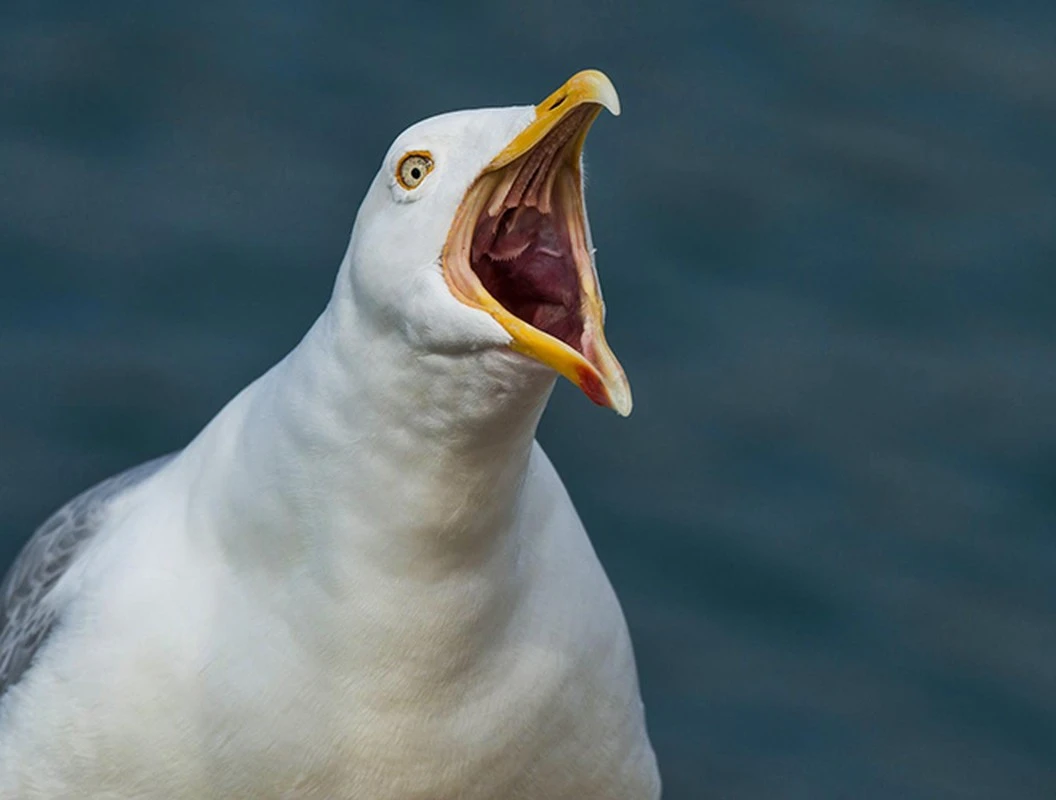 Top động vật nóng tính như Trương Phi, chớ dại chọc tức