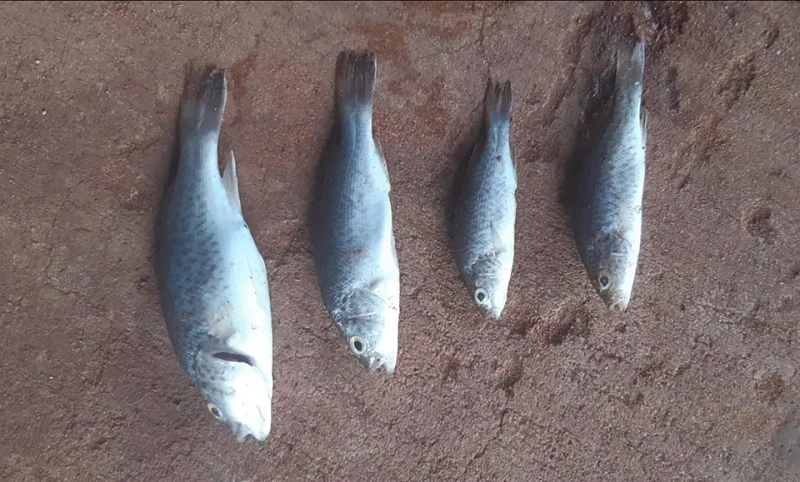 "Mưa cá” kỳ lạ bất ngờ đổ ào xuống Australia, chuyên gia lý giải sao? 