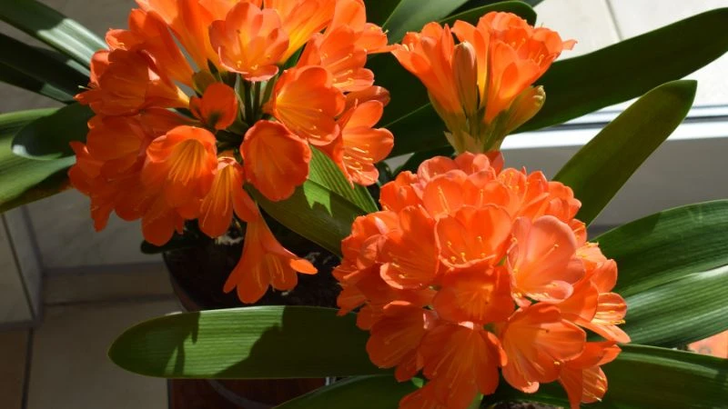 6 cây cảnh chiêu lộc hút tài, người giàu nào cũng thích trồng