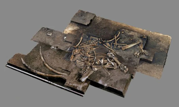 Giải mã tàn tích siêu quái vật cổ đại: Bị loài người khác “hạ thủ"?