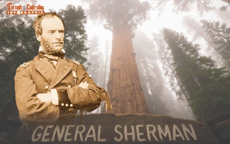 [INFOGRAPHIC] Cây đơn thân lớn nhất thế giới, 2.700 tuổi vẫn 'tráng kiện'