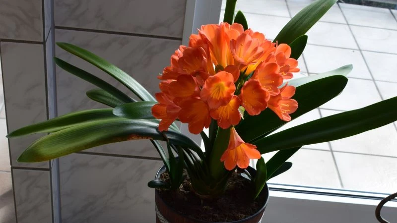 5 cây cảnh 'sặc mùi tiền', giúp gia chủ làm ăn sinh tài