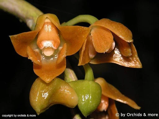 Loài lan mới phát hiện ở Việt Nam, thế giới chưa đâu có