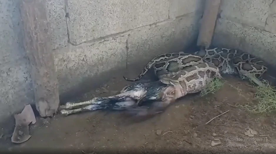 Sốc nặng phát hiện 'quái thú' đột nhập chuồng gà làm chuyện khó tin