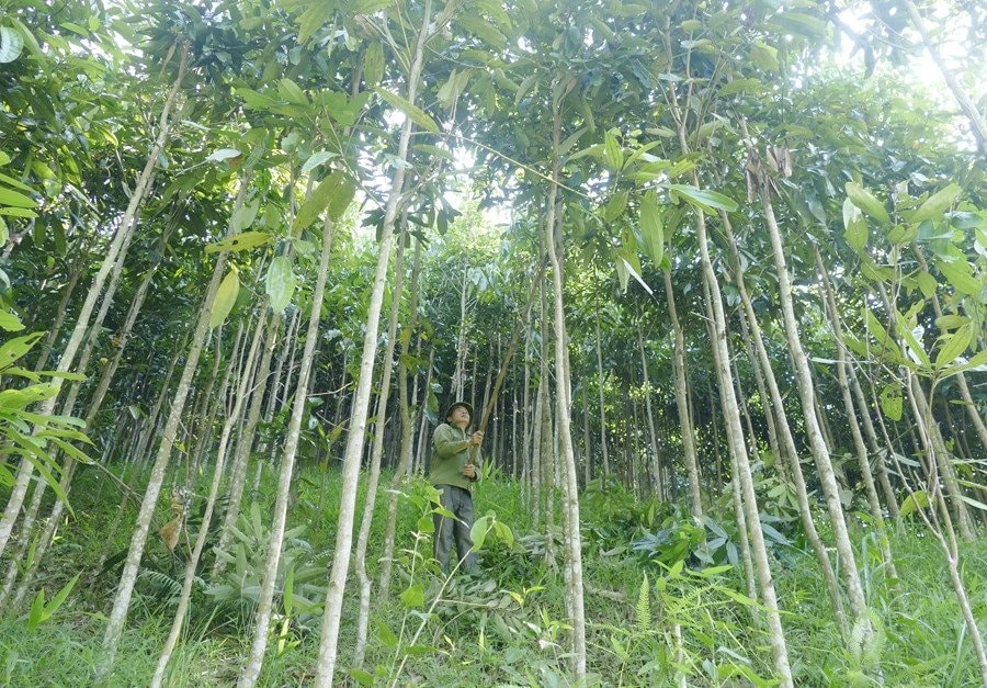 Loài cây được ví 'vàng xanh' của Việt Nam, thế giới khát khao săn lùng