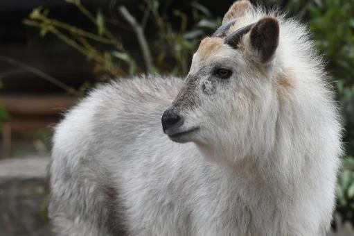 "Thần thú" bất ngờ lộ diện, cõi mạng xôn xao cho là điềm may 