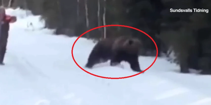 Bị gấu khủng tấn công, người đàn ông hành động cực bất ngờ