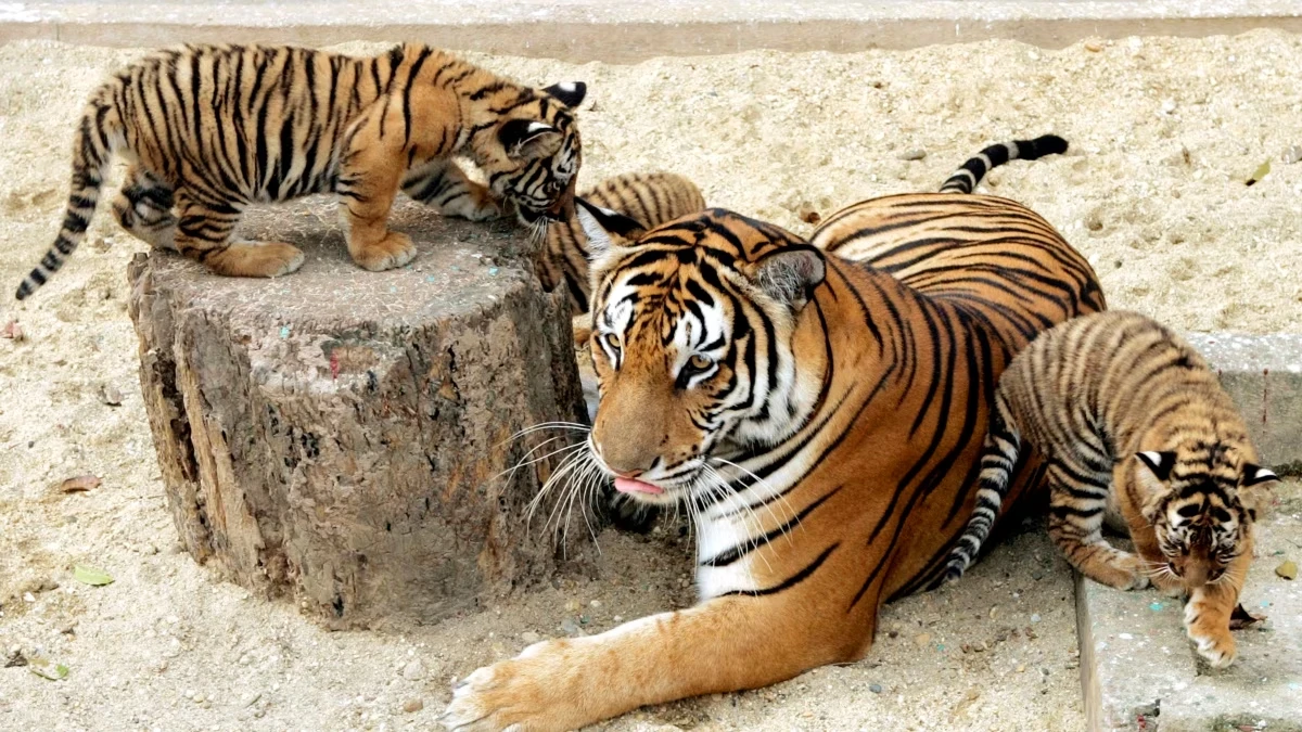 Loài hổ quý hiếm nhất thế giới ở Việt Nam: Có tên trong Sách Đỏ! 