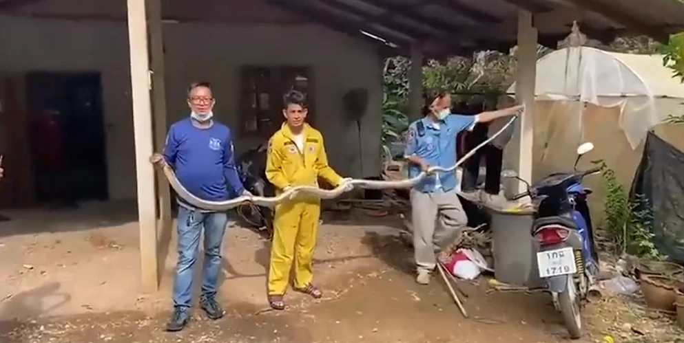 Tóm gọn 'quái thú' dài 4m 'lộng hành' trong phòng khách