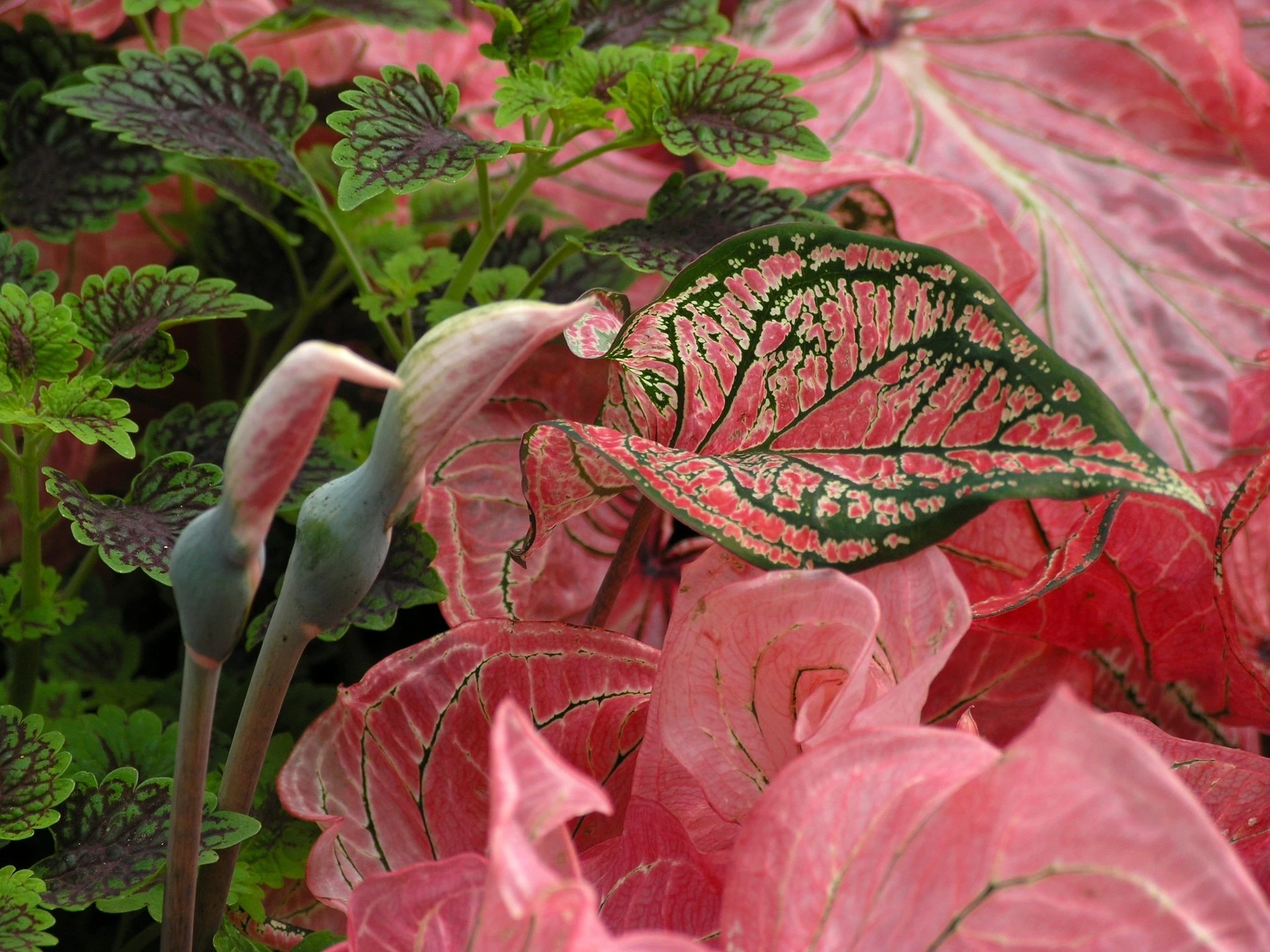 Cây cảnh đẹp lộng lẫy, mang may mắn, thịnh vượng vào nhà