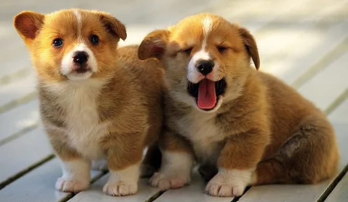 Từ tháng 9 âm, 4 con giáp Trời ban hồng phước, giàu ngay tức thì