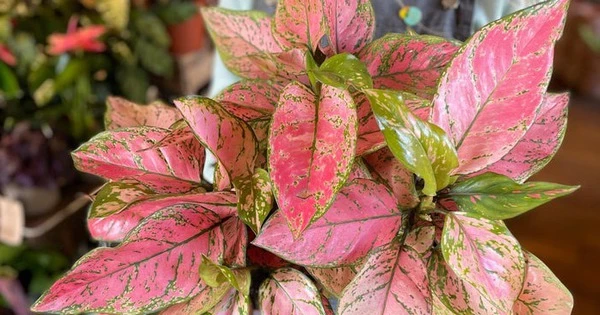 Cây cảnh phú quý, phát lộc, lá đẹp hơn hoa, giúp gia chủ thịnh vượng