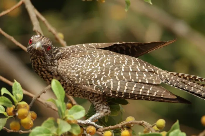 Sự thật đắng lòng về loài “quỷ chim” tàn độc nhất Việt Nam