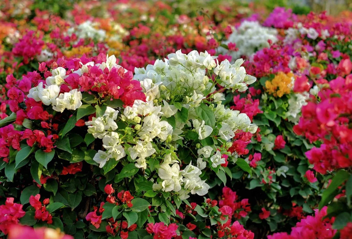 Làng hoa giấy nổi tiếng ở Bến Tre vào vụ Tết, rực rỡ sắc màu