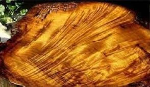 Đào được “báu vật” trong góc bếp, chàng trai đổi đời sau một đêm