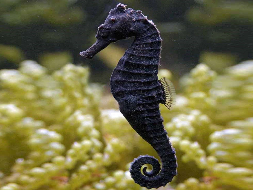 Vẻ đẹp đầy mê hoặc của những động vật có bộ lông đen tuyền