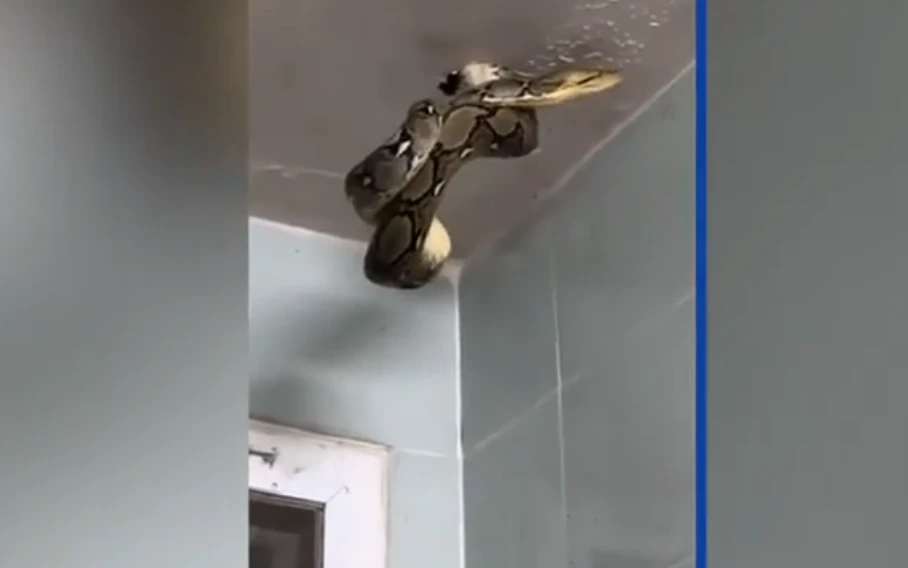 Đi vệ sinh tại nơi làm việc, thất kinh thấy quái thú trên trần nhà