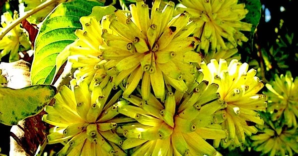 5 cây trường thọ vào nhà, con cháu hưởng phước lành